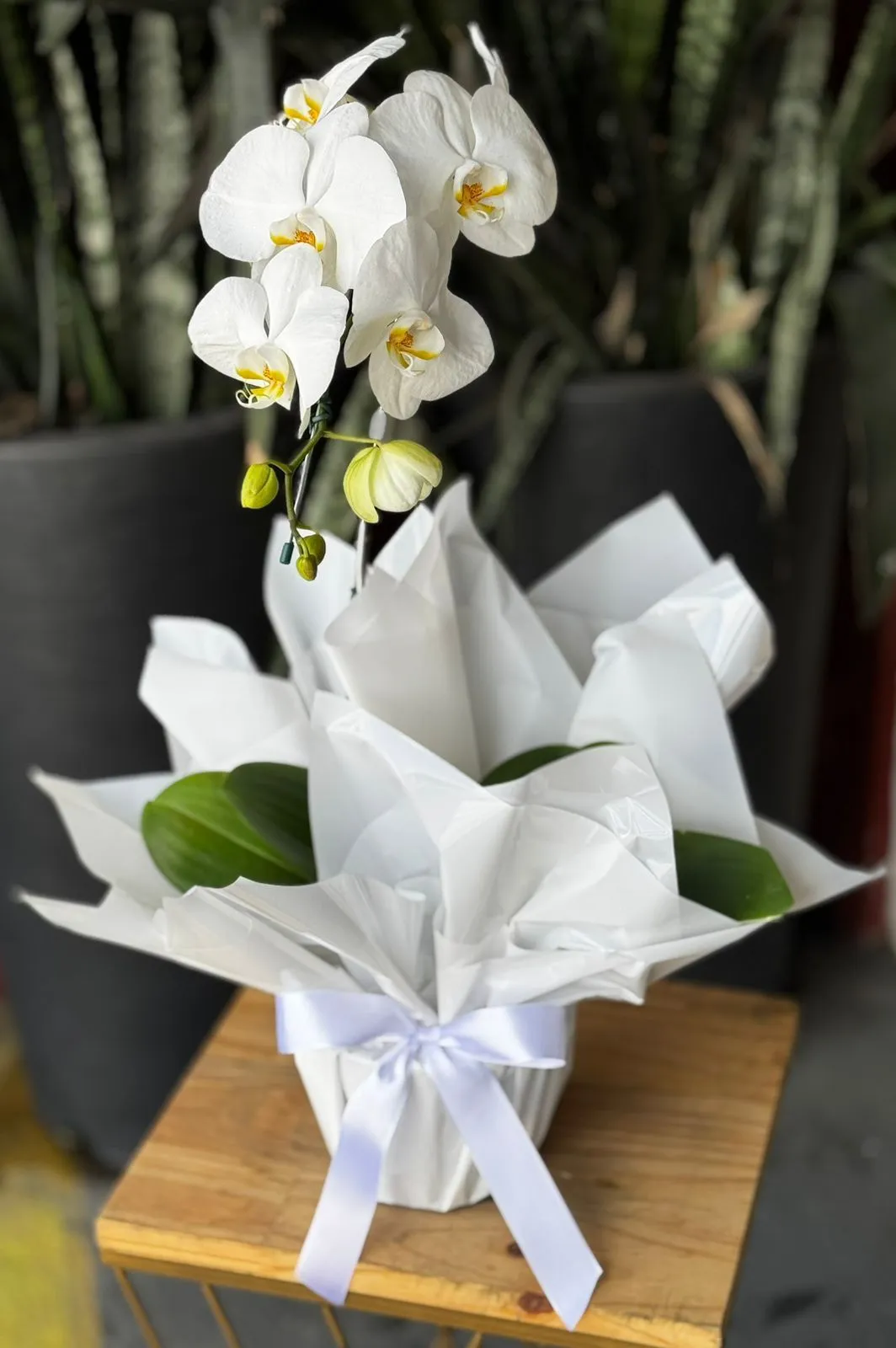 Orquídea Phalaenopsis Branca Orquídea Phalaenopsis Branca