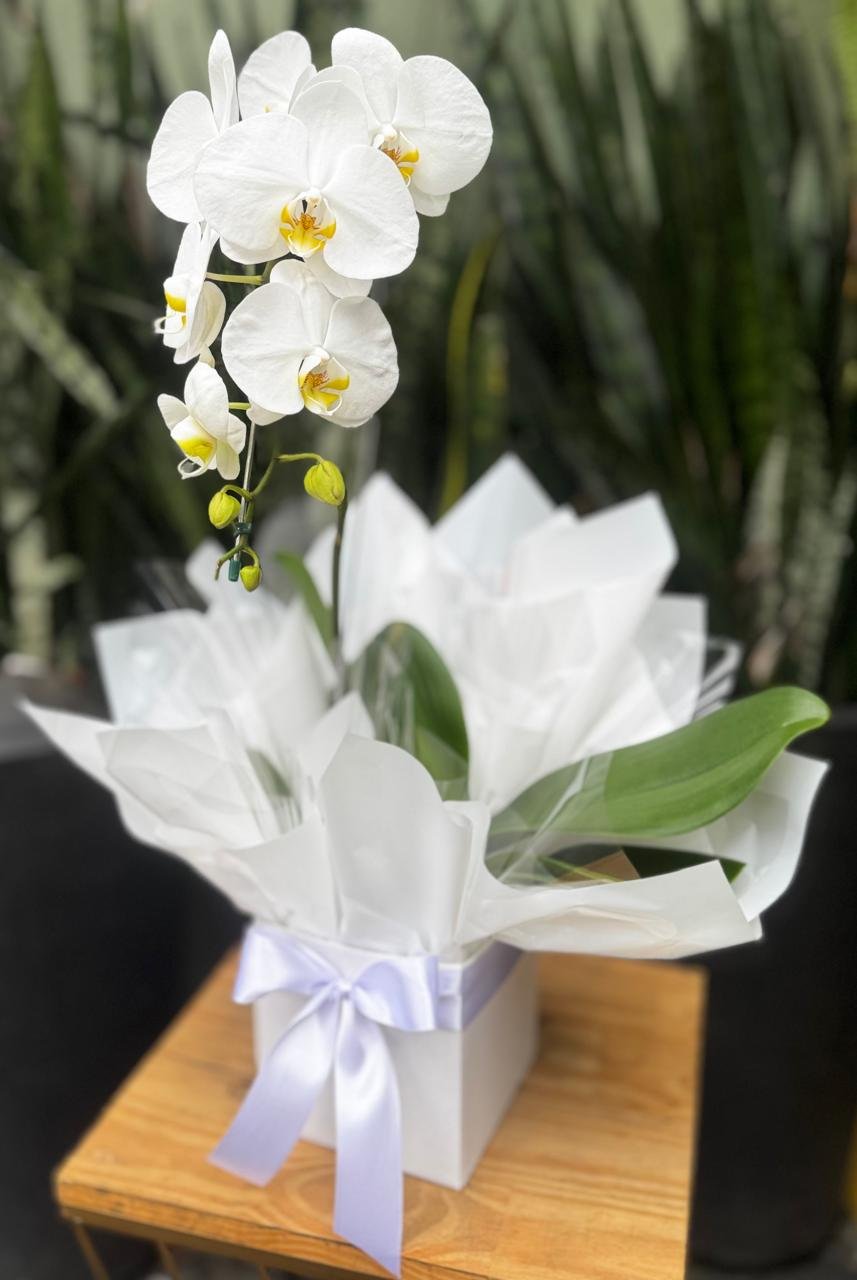 Orquídea Phalaenopsis Branca