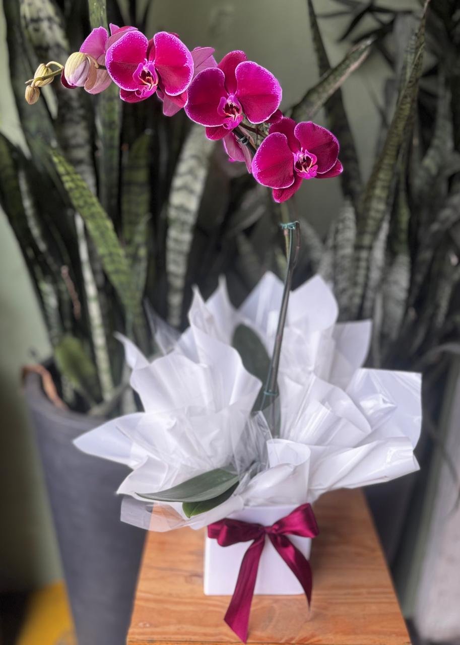 Orquídea Phalaennopis Roxa