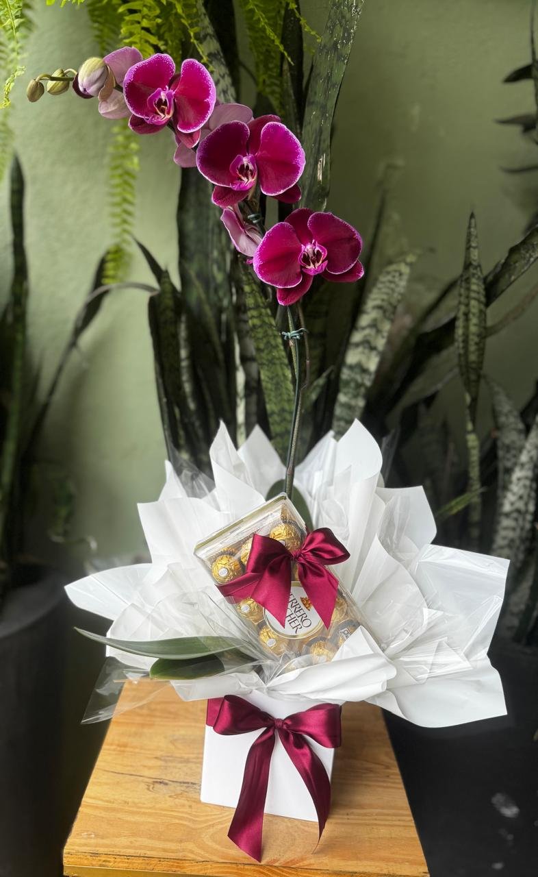 Orquídea Phalaenopsis com Ferrero