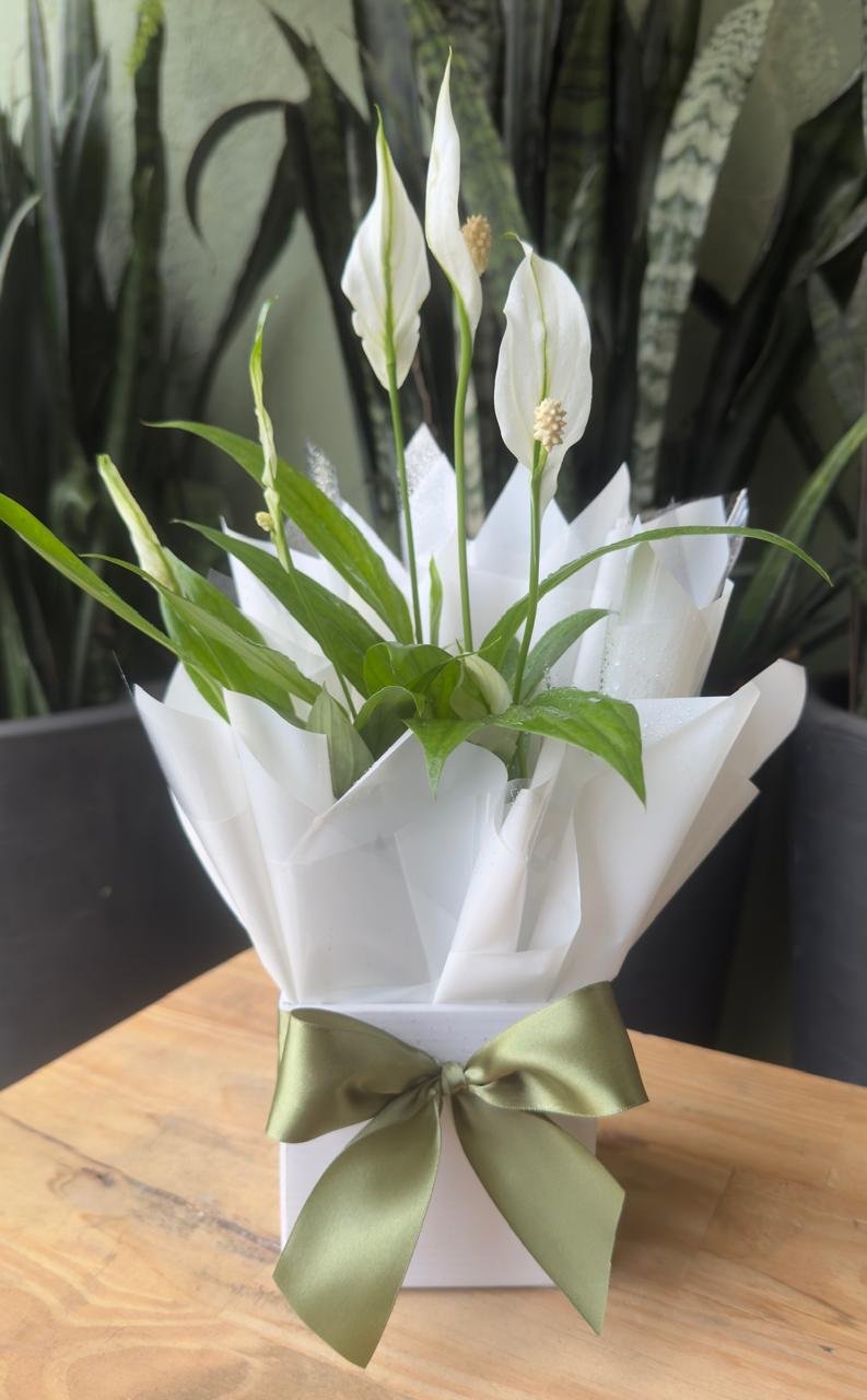 Vaso de Lírio da Paz