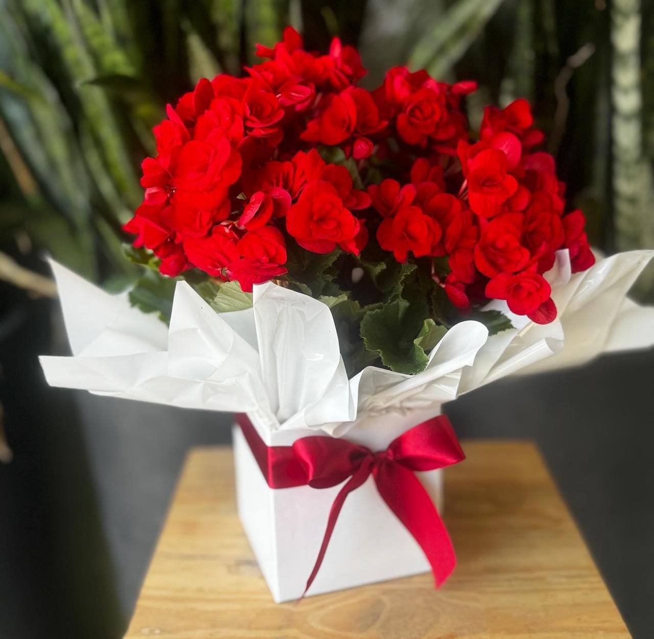 Begônia Vermelha no Cachepô