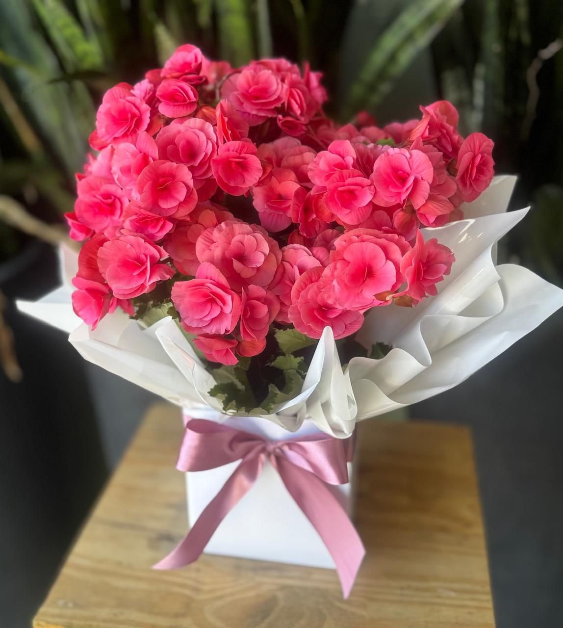 Begônia cor de rosa no cachepô