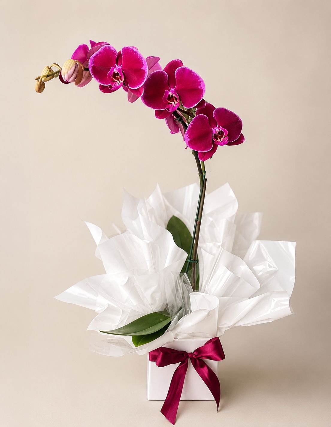 Orquídea Phalaenopsis Roxa no Cachepô
