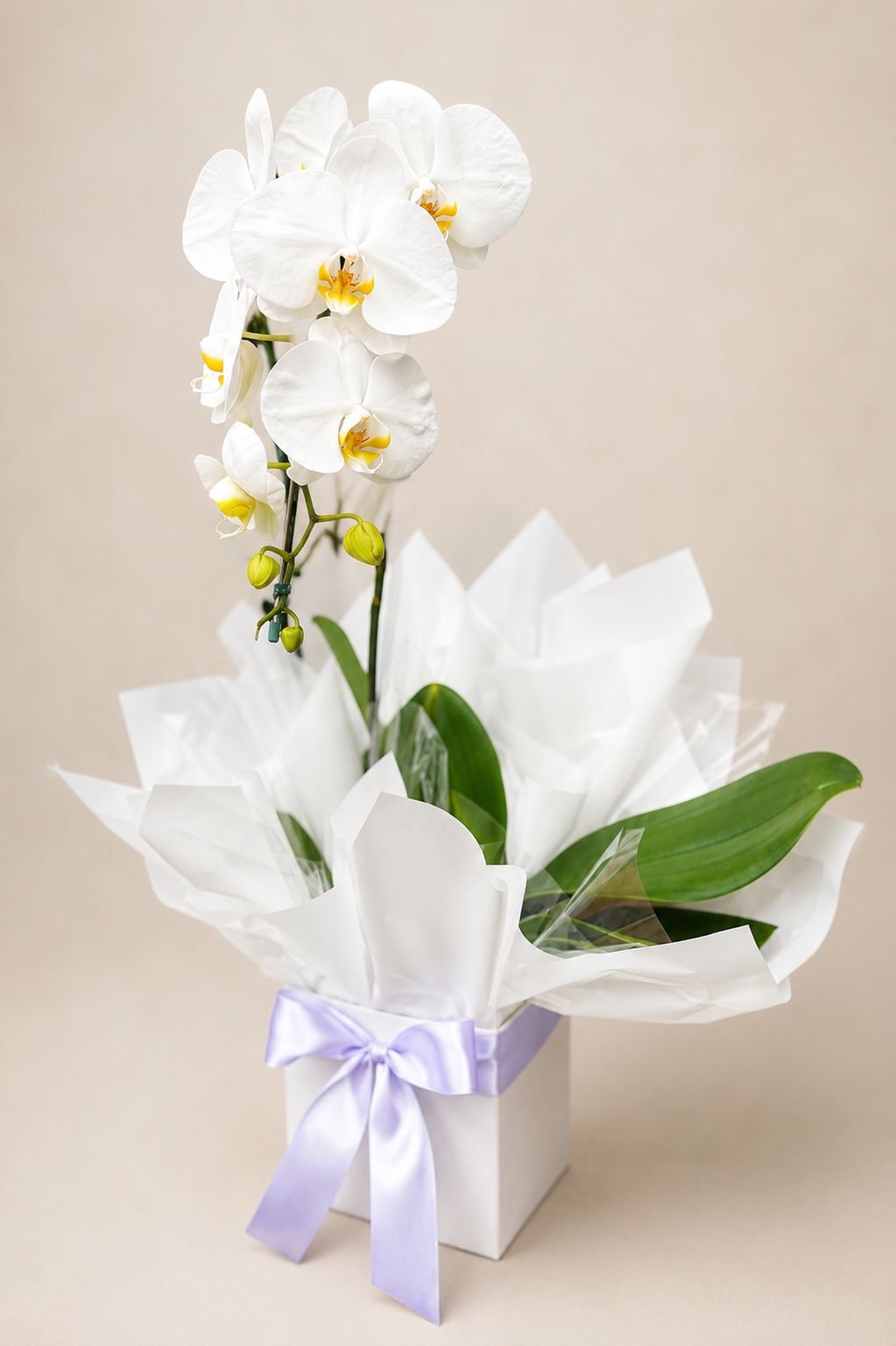 Orquídea Phalaenopsis Branca no Cachepô