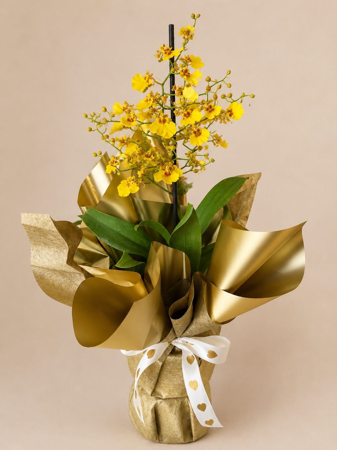 Orquídea Chuva de Ouro