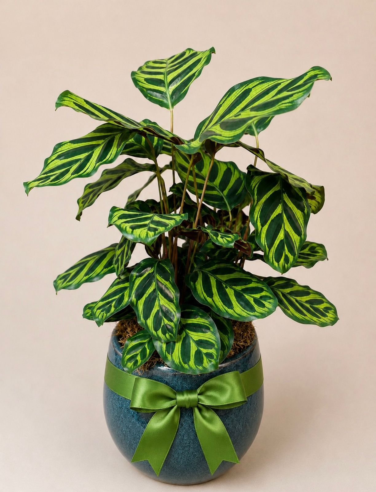 Planta Pavão no Vaso Vietnamita