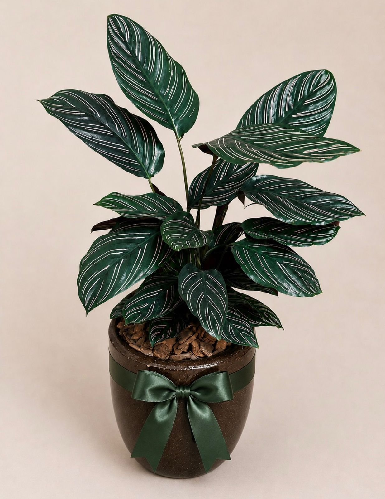 Planta Calatéia Ornata no Vaso Vietnamita